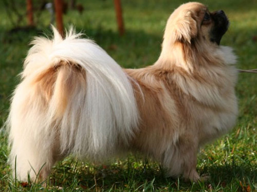 Tibetan Spaniel dog pictures