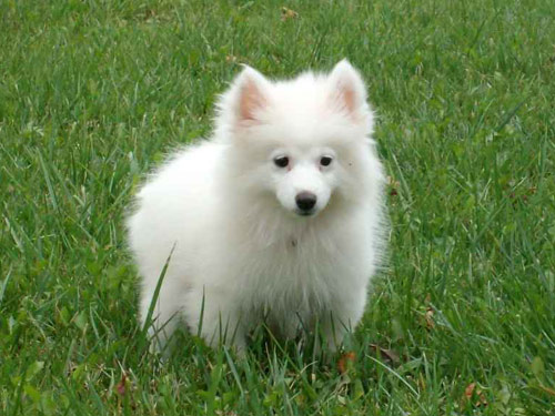 Toy American Eskimo  dog pictures