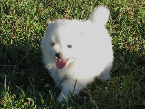 Toy American Eskimo  dog pictures