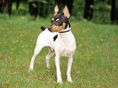 Toy Fox Terrier dog pictures