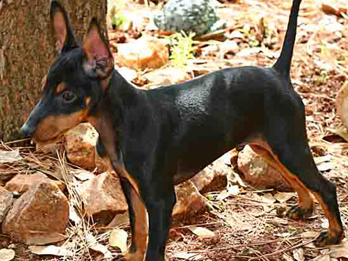 Toy Manchester Terrier dog