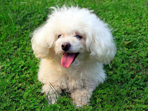 Toy Poodle dog pictures
