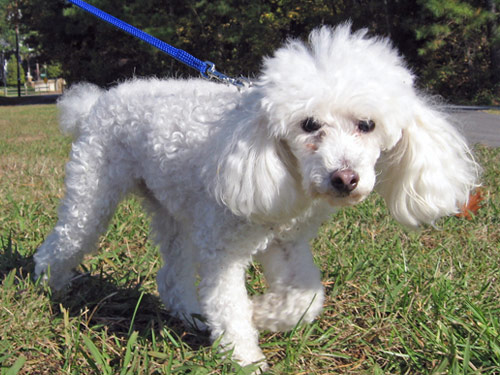Toy Poodle dog pictures