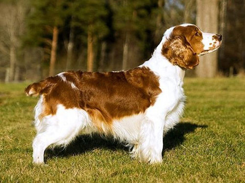 Welsh Springer Spaniel dog pictures