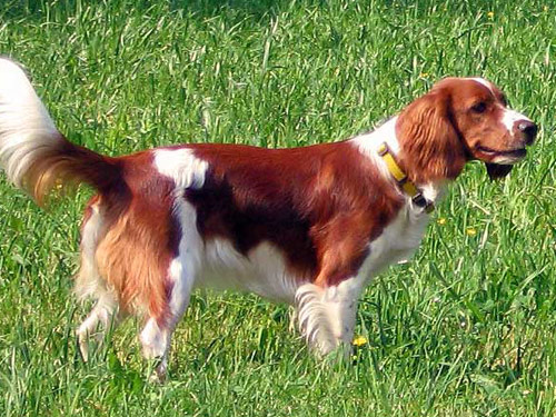 Welsh Springer Spaniel dog pictures
