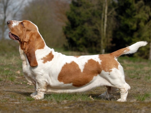 Basset Hound dog pictures