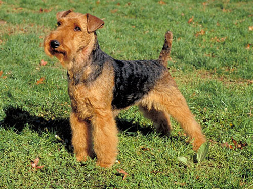 Welsh Terrier dog pictures