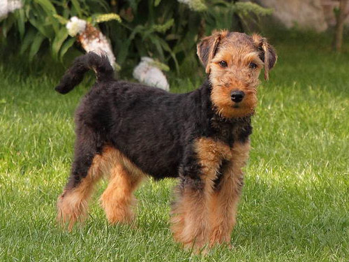 Welsh Terrier dog pictures