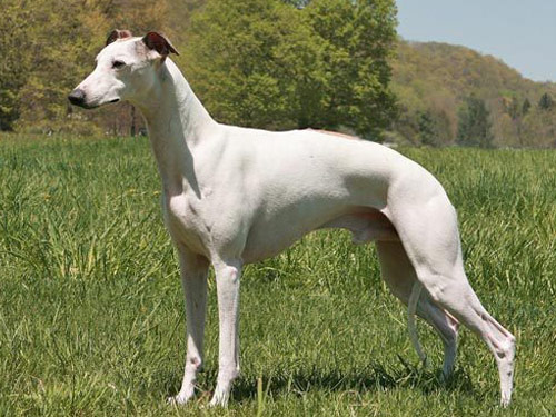 Whippet dog pictures