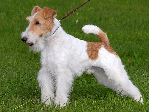 Wire Fox Terrier dog