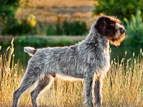 Wirehaired Pointing Griffon dog pictures