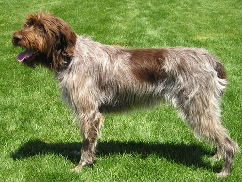 Wirehaired Pointing Griffon dog pictures