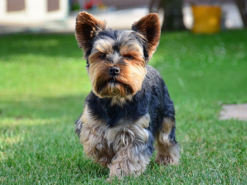 Yorkshire Terrier dog pictures