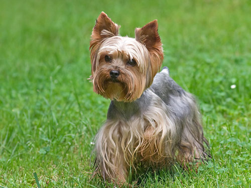 Yorkshire Terrier dog pictures