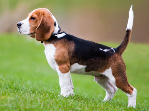 Beagle dog pictures