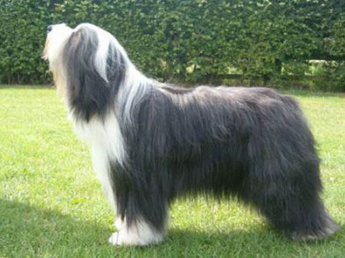 Bearded Collie dog pictures