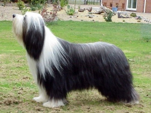 Bearded Collie dog