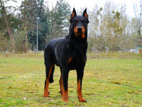 Beauceron dog pictures