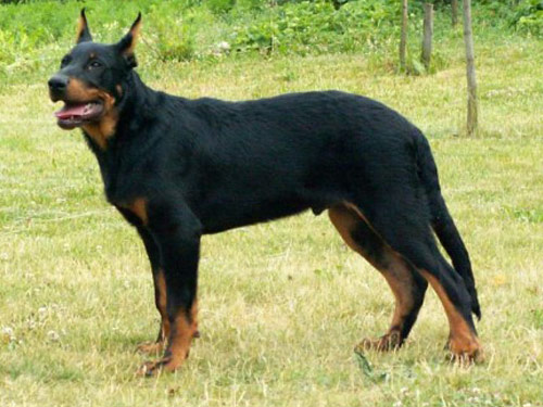 Beauceron dog pictures