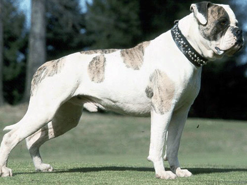 American Bulldog Пас расе