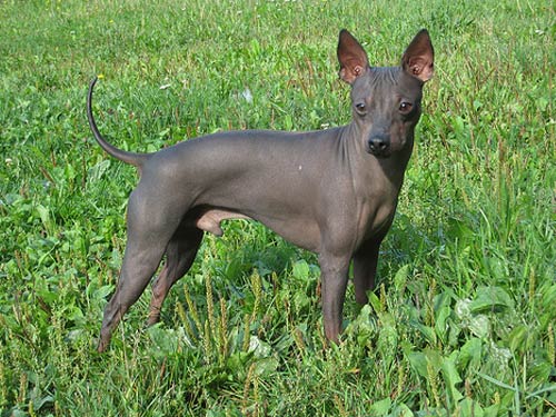 American Hairless Terrier dog pictures