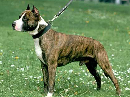 American Pit Bull Terrier dog pictures