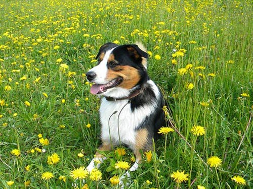 Appenzell Mountain dog pictures