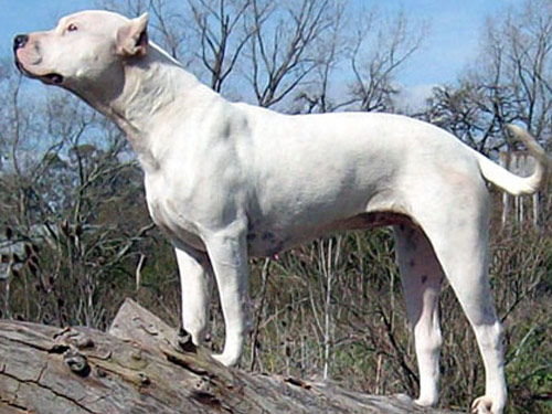  Argentine Dogo dog