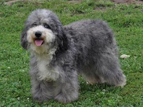 Aussiedoodle dog