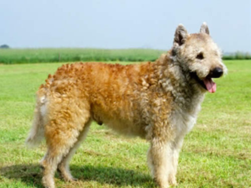 Belgian Shepherd Laekenois dog pictures