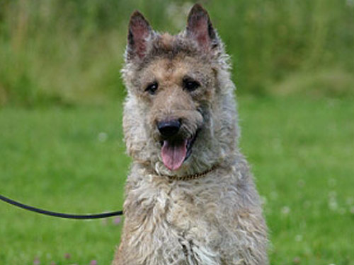 Belgian Shepherd Laekenois dog pictures