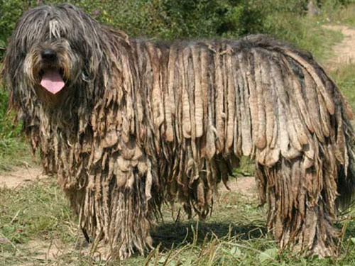 Bergamasco dog
