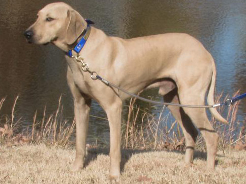 Black Mouth Cur dog pictures
