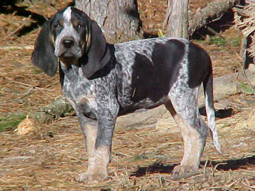 Bluetick Coonhound dog pictures