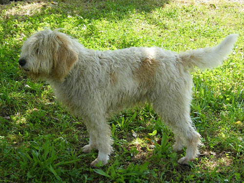 Briquet Griffon Vendéen dog pictures