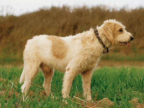 Briquet Griffon Vendéen dog