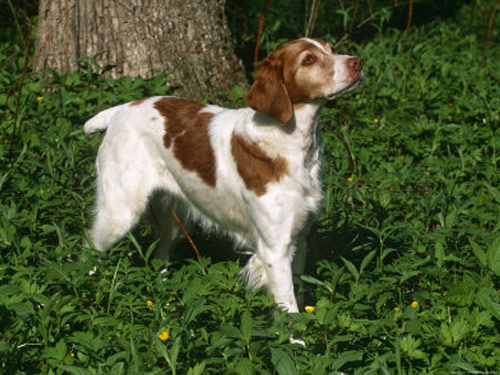 Brittany Spaniel dog