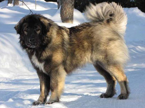 Caucasian Mountain  dog