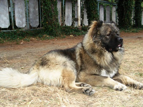 Caucasian Mountain  dog pictures