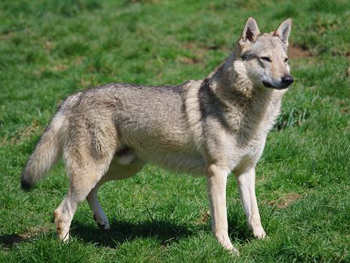 Czechoslovakian Wolfdog dog