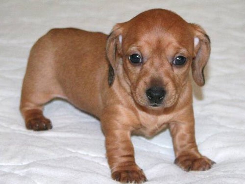 Dachshund - Mini  dog