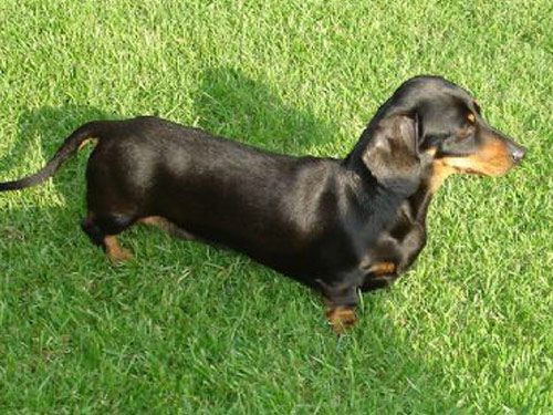Dachshund - Smooth dog pictures