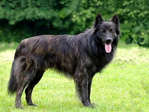 Dutch Shepherd dog