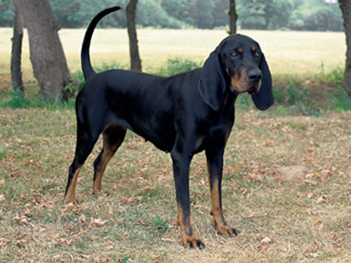 English Coonhound dog