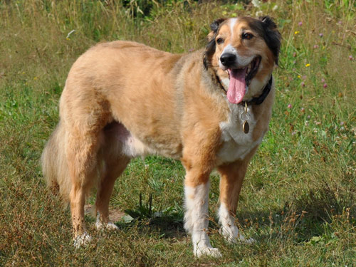 English Shepherd dog