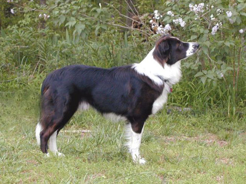 English Shepherd dog