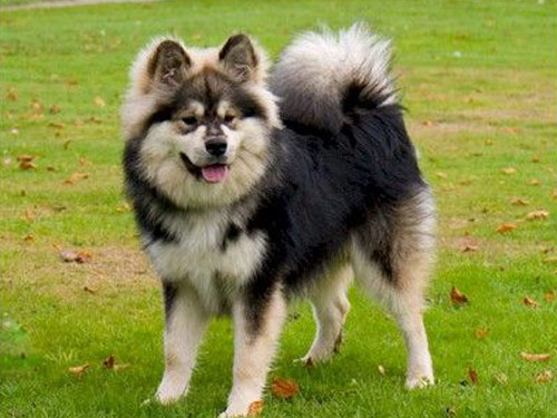Finnish Lapphund dog pictures