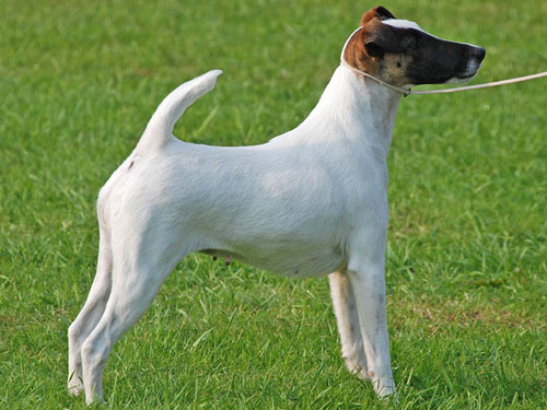 Fox Terrier, Smooth dog pictures