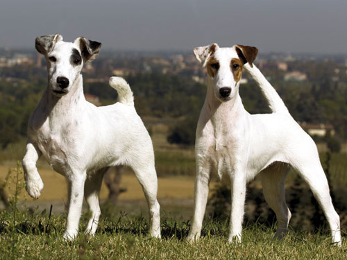 Fox Terrier, Smooth dog pictures