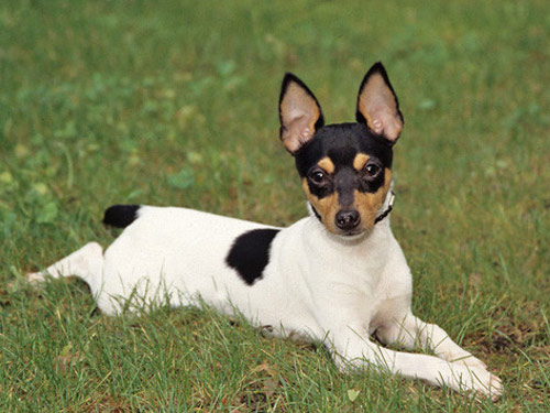 Fox Terrier Toy dog pictures